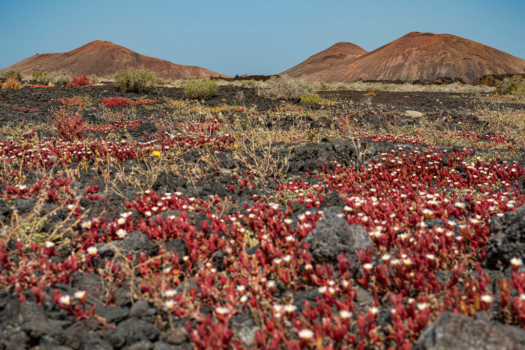 Clases de inglés a empresas en Lanzarote